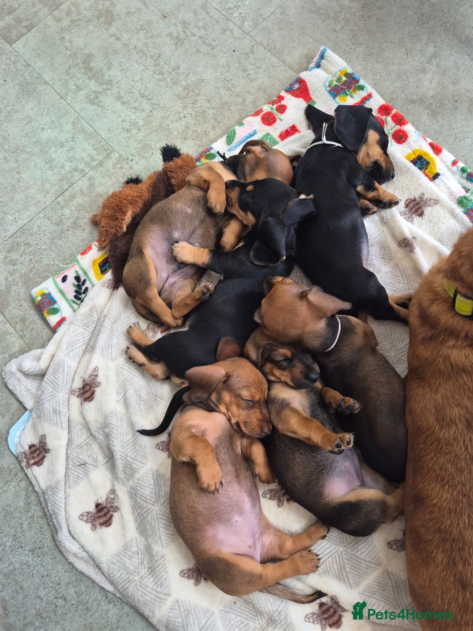Dachshund dogs Amazing Dachshund Puppies FOR SALE - Advert 2