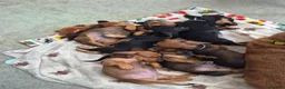 Dachshund dogs for sale: Amazing Dachshund Puppies FOR SALE - Advert 1