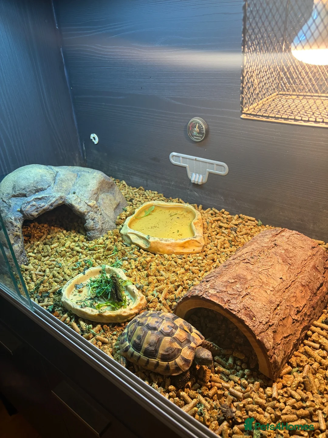 Hermann Tortoise reptiles for sale: Herman tortoise with enclosure set  - Advert 1
