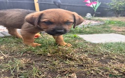 Mixed Breed dogs for sale: Rottweiler/cane corso puppies - Image 2