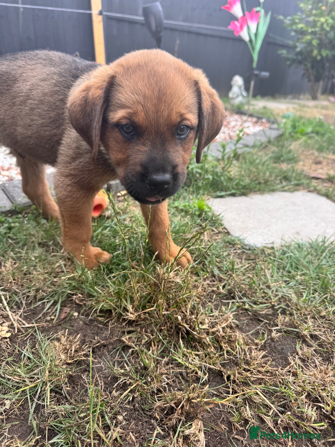 Mixed Breed dogs for sale: Rottweiler/cane corso puppies - Image 2