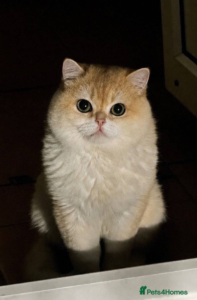 British Shorthair cats 💙 Ny12 Golden British Shorthair 💙 - Advert 7