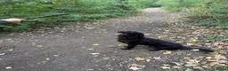 Cockerdor dogs for sale: Shadow in Rotherham - Advert 2