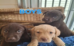 Labrador Retriever dogs for sale: Labrador Pups - Image 11