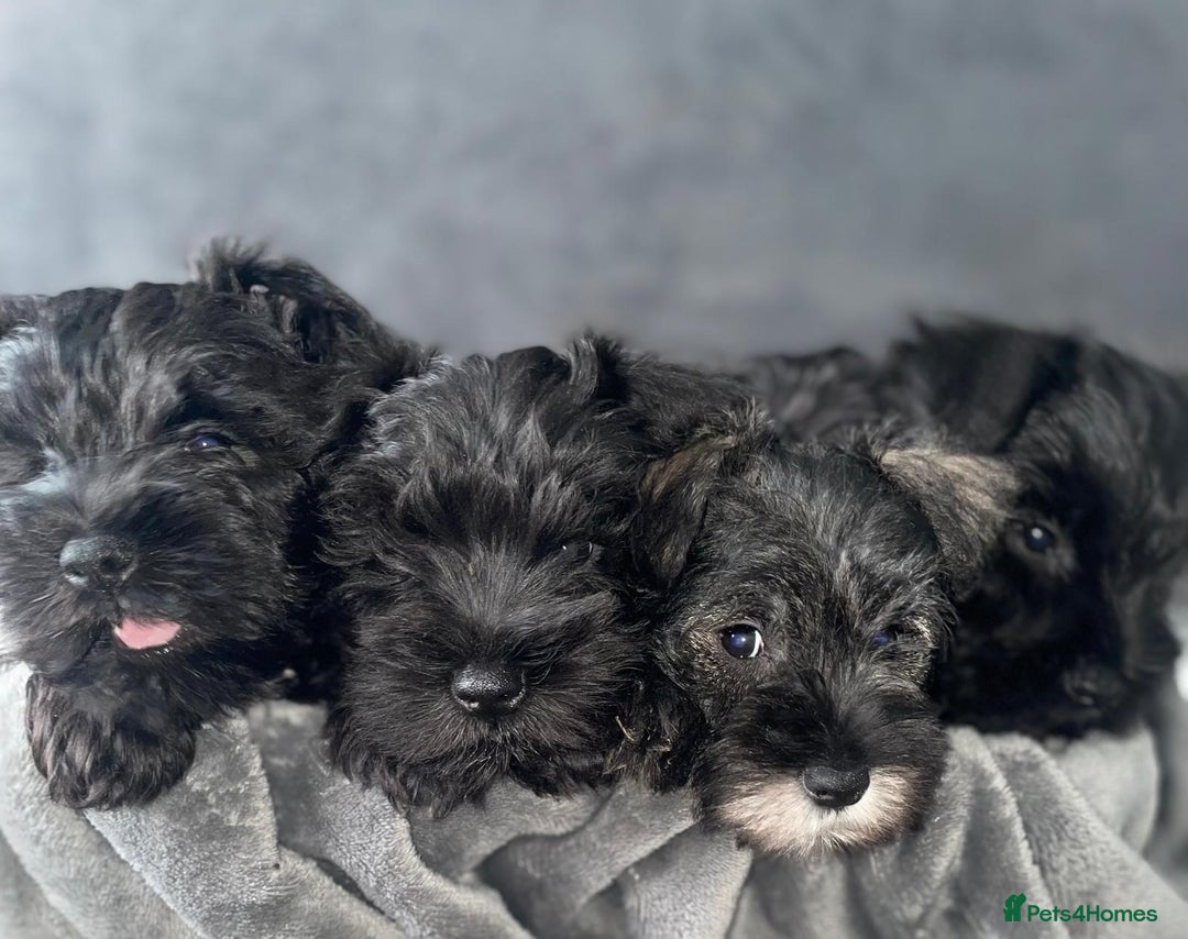 Miniature Schnauzer dogs for sale: KC Pedigree Mini Schnauzer - Advert 14