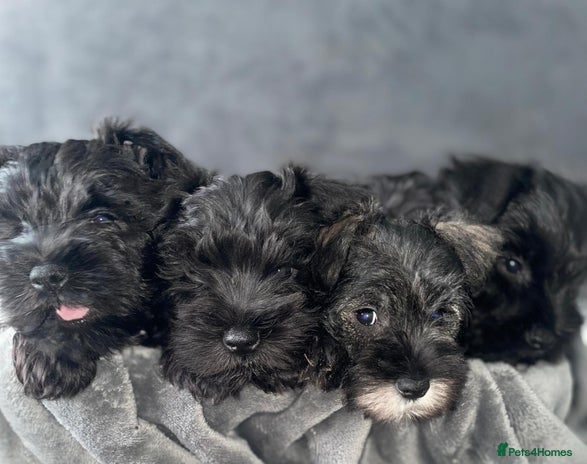Miniature Schnauzer dogs - Advert 1