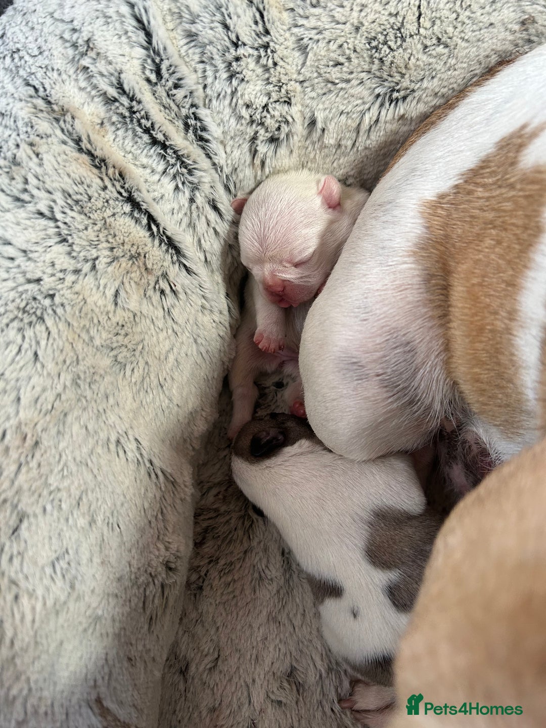 French Bulldog dogs for sale: Beautiful French Bulldog Puppies - Image 10