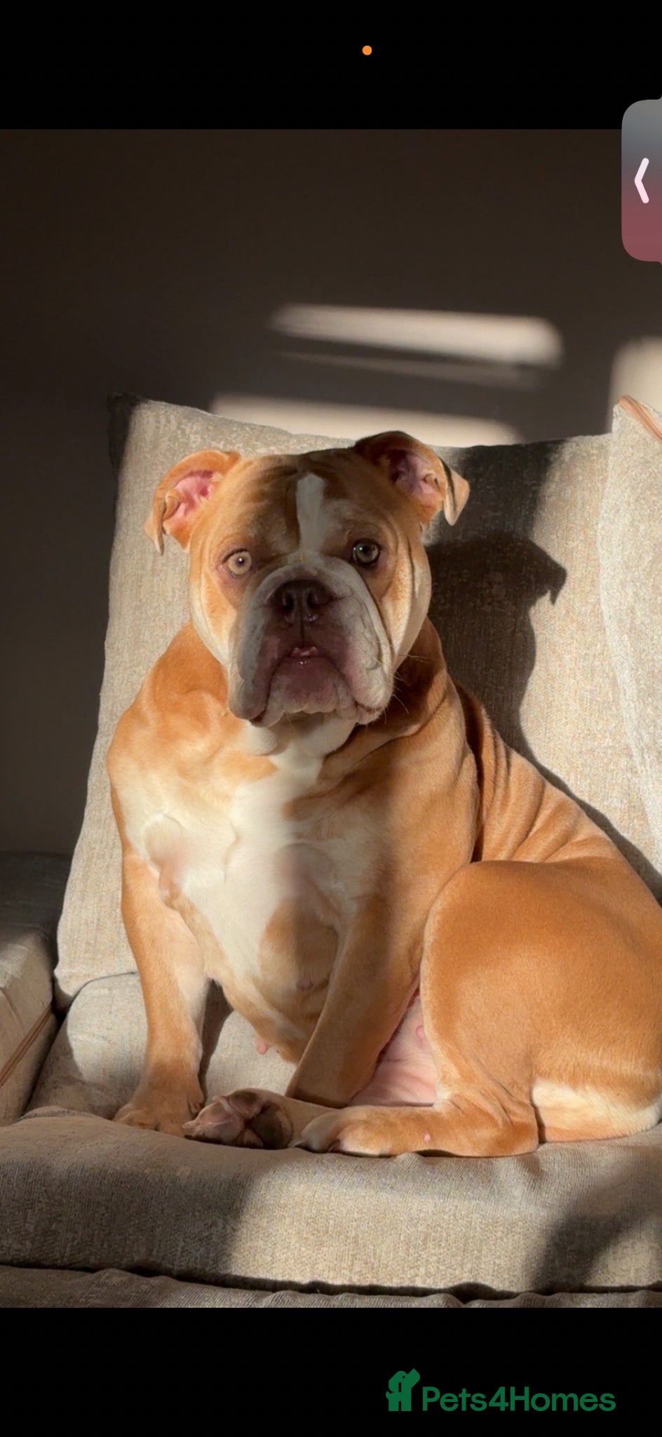 Mixed Breed dogs Bull pei pups💗 - Advert 1