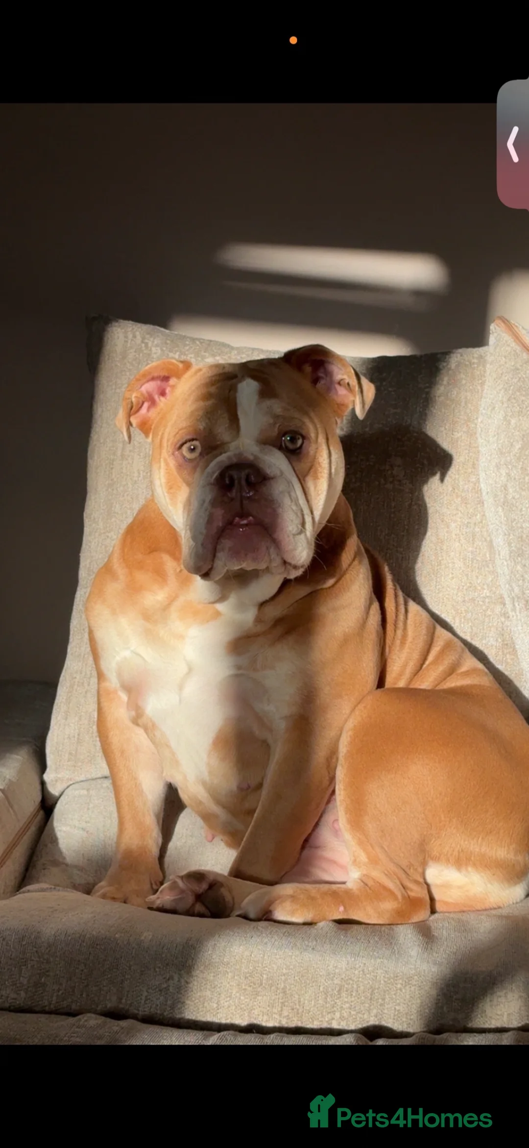 Mixed Breed dogs for sale: Bull pei pups💗 - Advert 1
