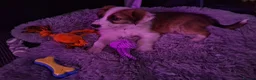 Border Collie dogs for sale: A beautiful male pup, border collie  - Advert 4