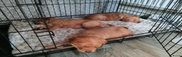 Golden Retriever dogs for sale: 1 boy ready to leave KC reg Red Golden retriever - Advert 21
