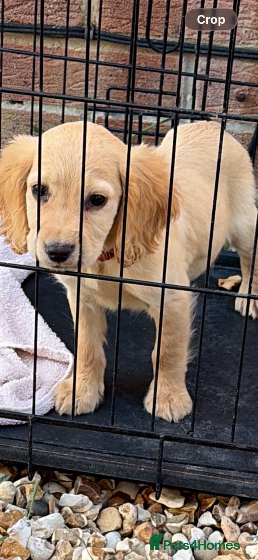 Cocker Spaniel dogs Our last boy  - Advert 13