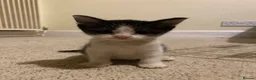 Mixed Breed cats for sale: Two farm kittens looking for forever homes  in Cirencester - Advert 2