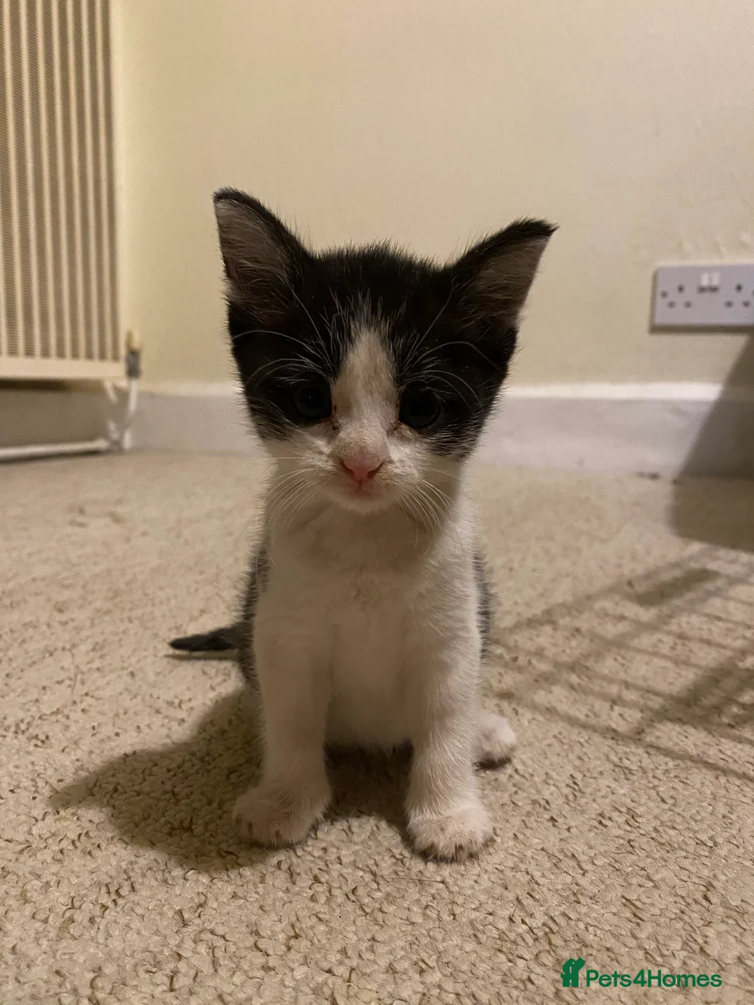 Mixed Breed cats for sale: Two farm kittens looking for forever homes  in Cirencester - Advert 2