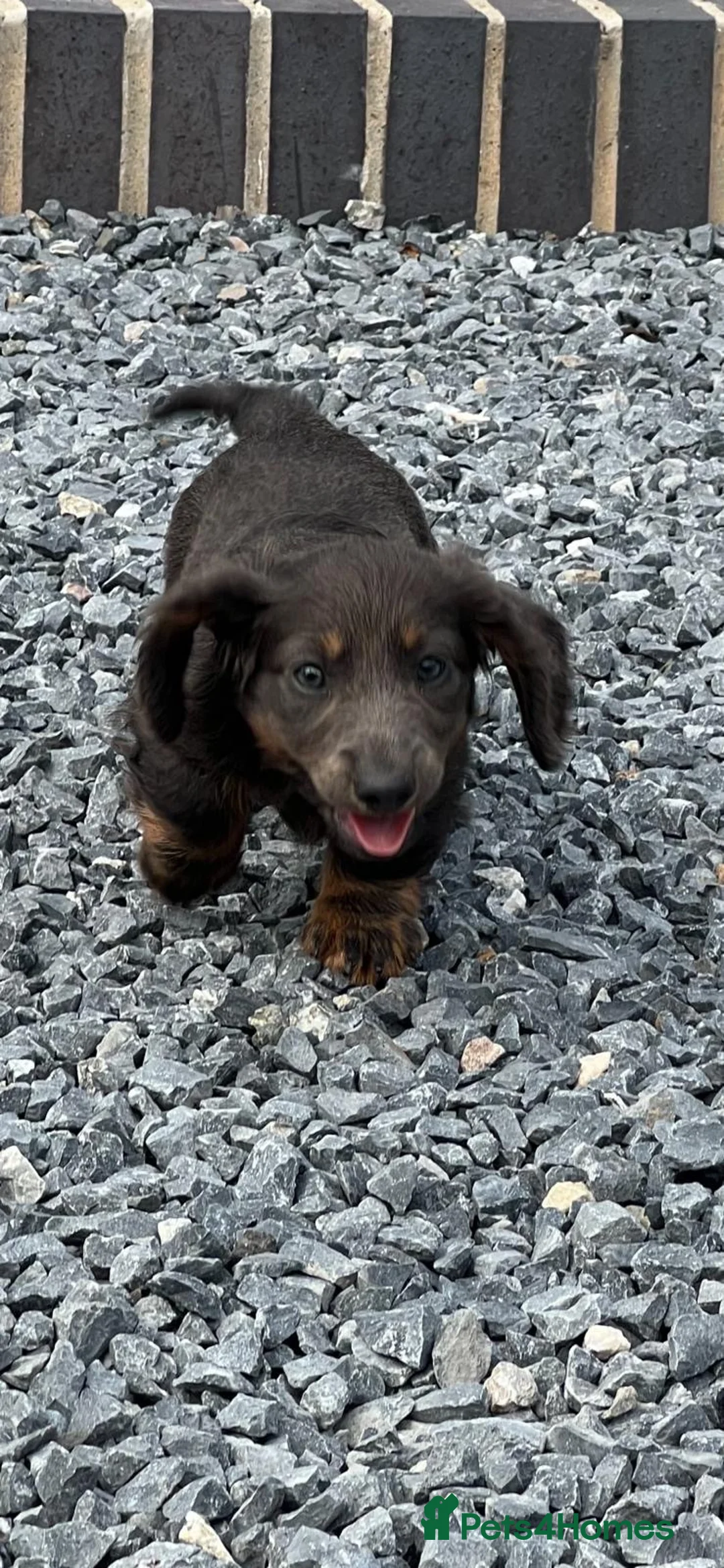 Dachshund dogs for sale: Dachshund puppies  - Advert 2