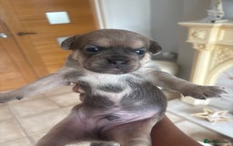 Mixed Breed dogs for sale: French billhuahua - Image 20