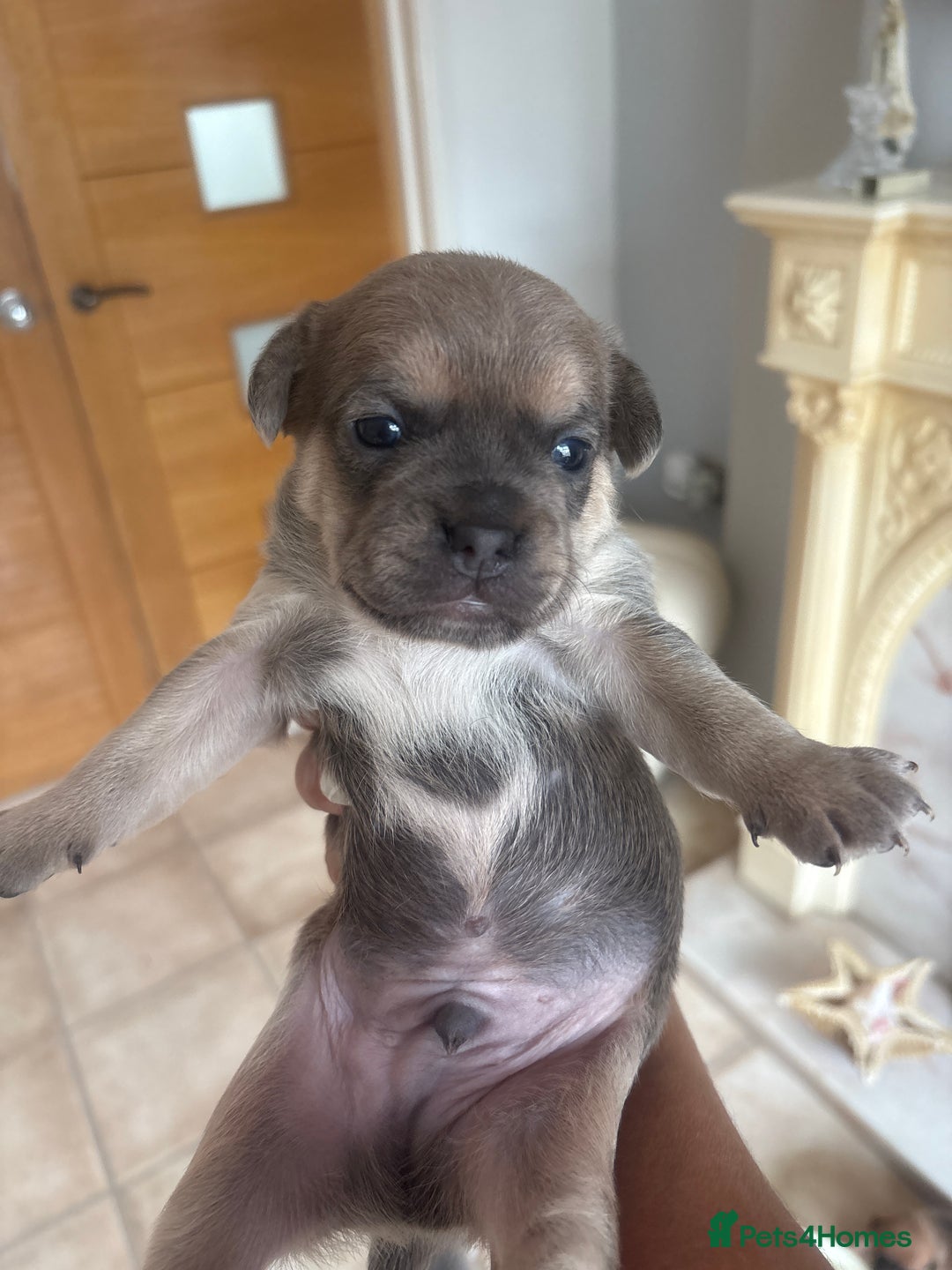 Mixed Breed dogs for sale: French billhuahua - Image 20