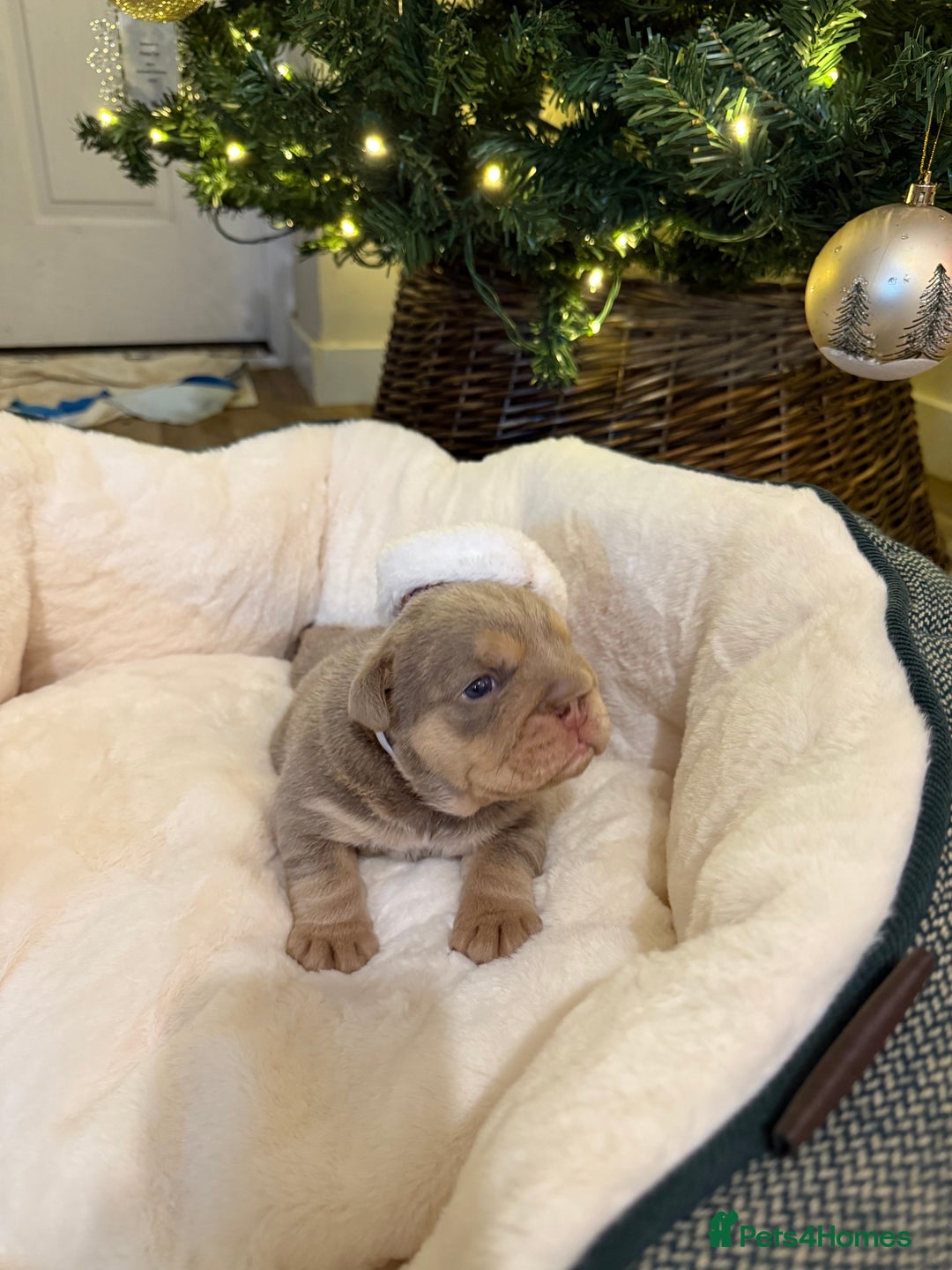 English Bulldog dogs for sale: English Bulldog Puppies Looking for Loving Homes🐶 - Image 11
