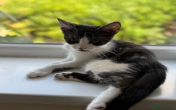 Mixed Breed cats for sale: Beautiful mixed litter  10 pound - Image 3