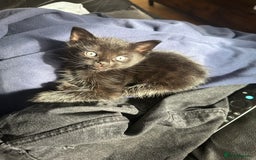 Bombay cats for sale: Playful Black Bombay Kitten Looking for New Home - Image 2
