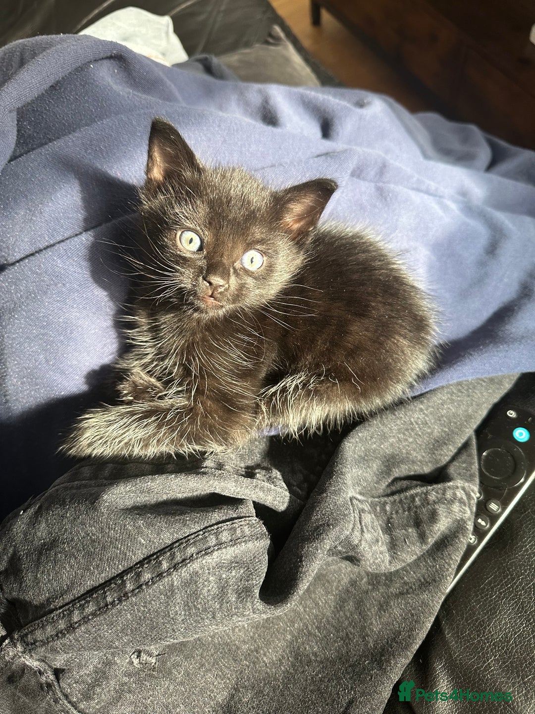 Bombay cats for sale: Playful Black Bombay Kitten Looking for New Home - Image 2
