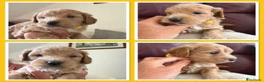 Mini Goldendoodle 5
