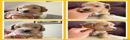 Mini Goldendoodle dogs for sale: MINI GOLDENDOODLE - Advert 4