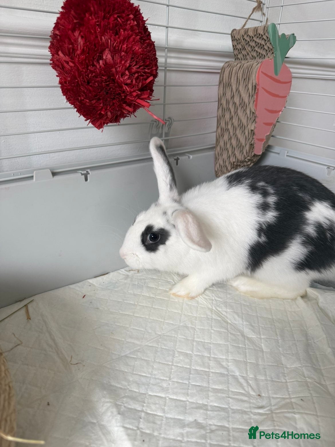 Mixed Breed rabbits for sale: Mix breed rabbit  in Liverpool - Advert 2