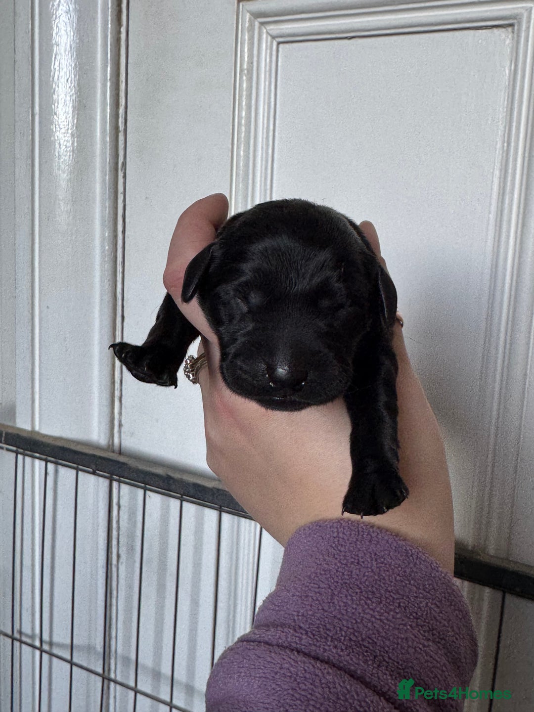 Labrador Retriever dogs for sale: Labrador pups from great working lines  - Advert 4