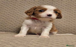 Cavalier King Charles Spaniel dogs for sale: Gorgeous KC Reg Cavalier Puppies  - Image 7