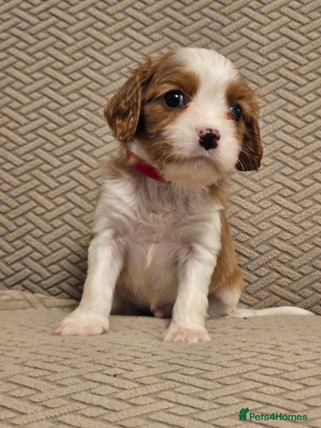 Cavalier King Charles Spaniel dogs for sale: Gorgeous KC Reg Cavalier Puppies  - Image 7