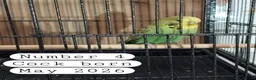 Budgerigars birds for sale: Baby budgies Ashford Kent  - Advert 7