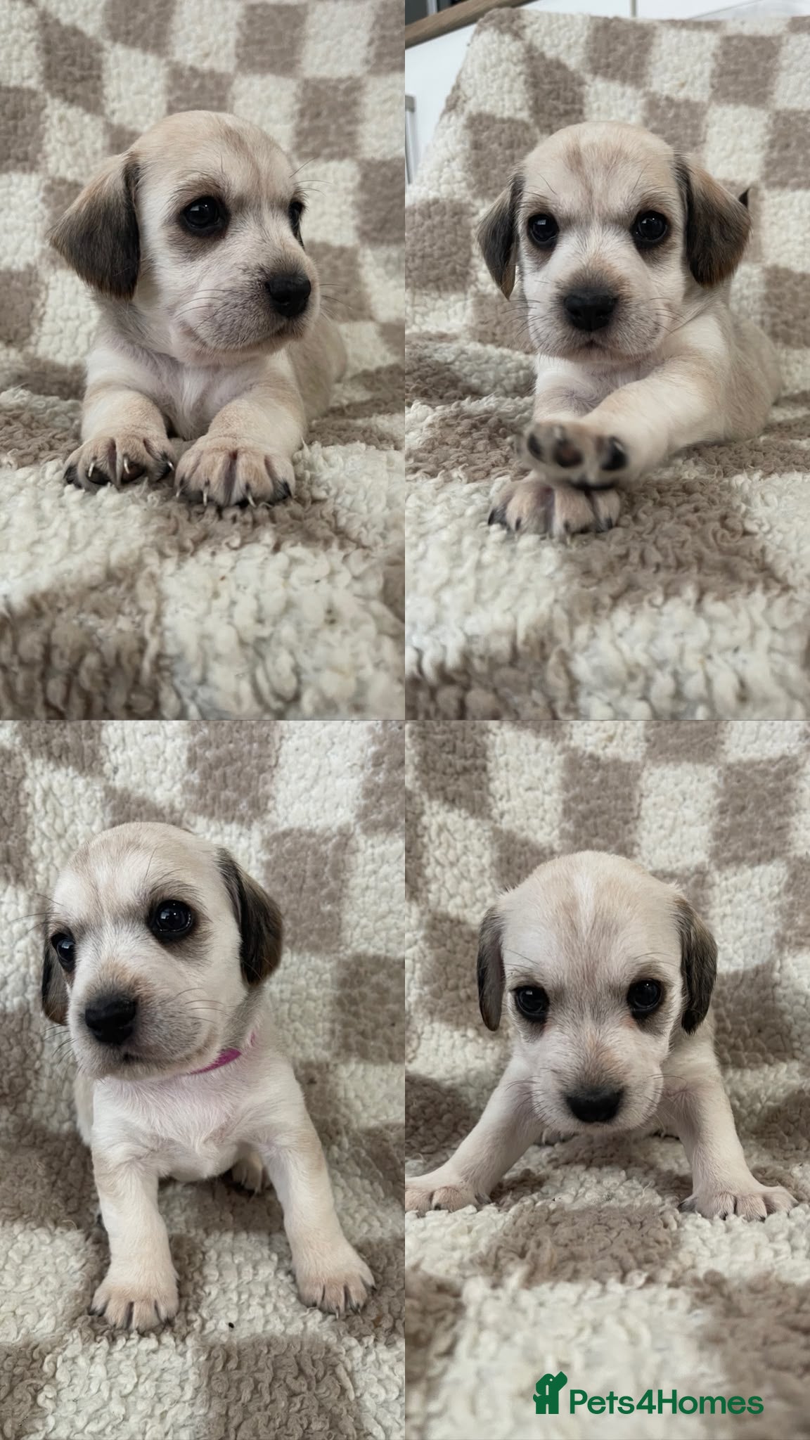 Mixed Breed dogs Cocker X Westie  - Advert 14