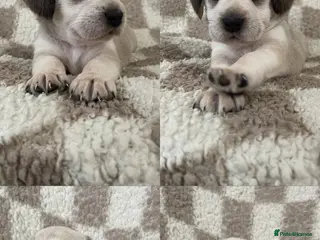 Mixed Breed dogs Cocker X Westie - Advert 14
