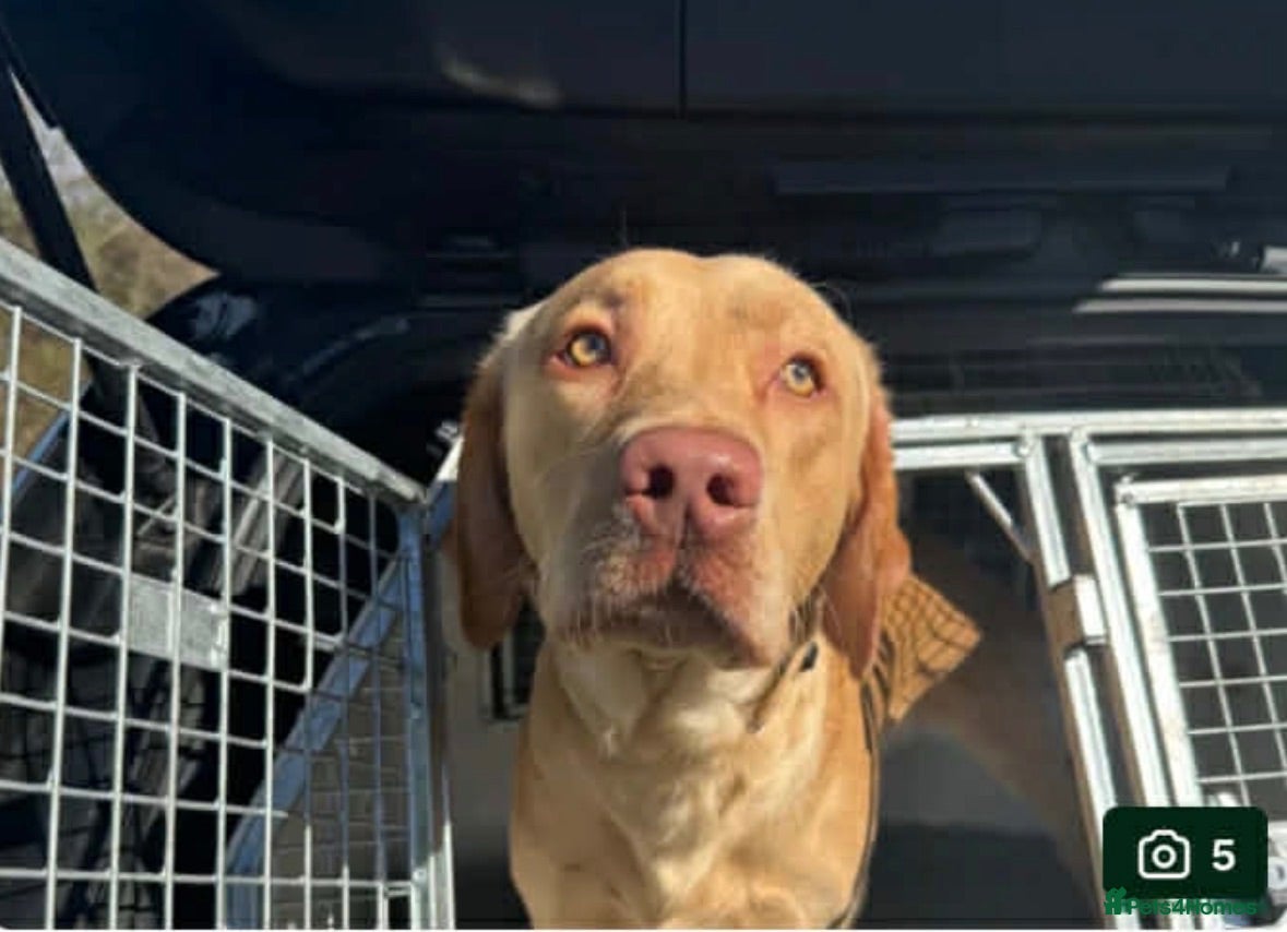Labrador Retriever dogs Looking for who bought max - Advert 1