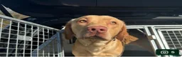 Labrador Retriever dogs for sale: Looking for who bought max - Advert 1