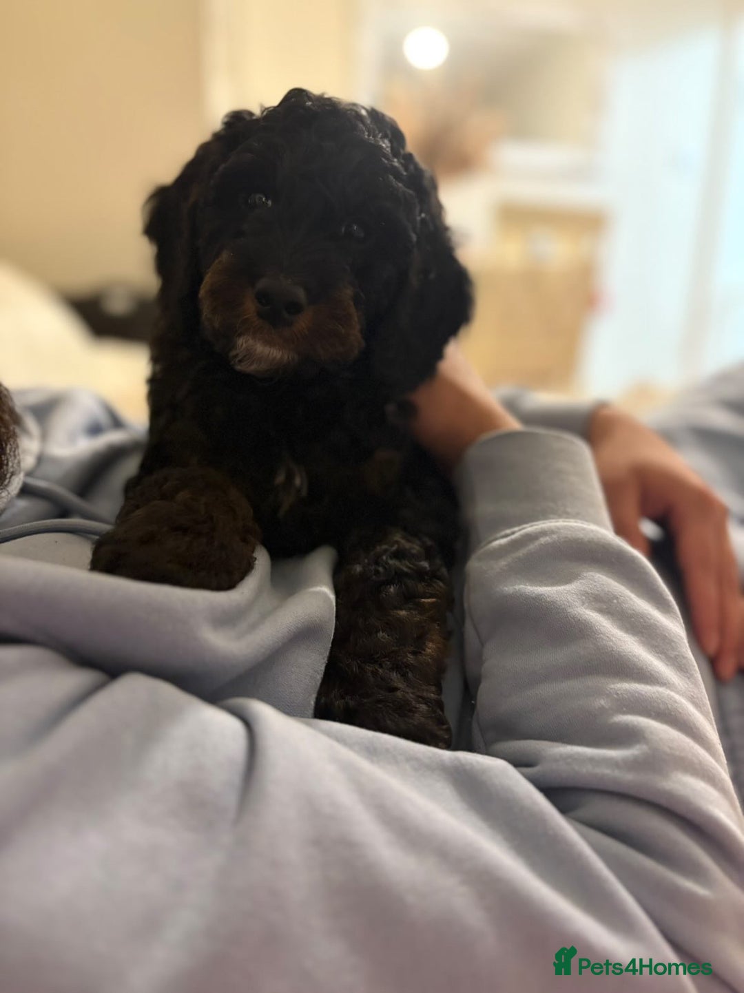 Cockapoo dogs for sale: Boy cockapoo for sale  - Advert 5