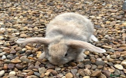 Mini Lop rabbits for sale: Mini Lops Ready now!!!!  in Coalville - Image 17