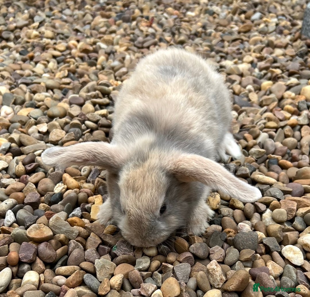 Mini Lop rabbits for sale: Mini Lops Ready now!!!!  in Coalville - Image 17