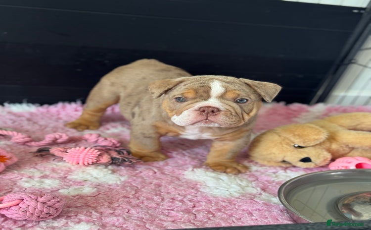 English Bulldog dogs - Advert 4