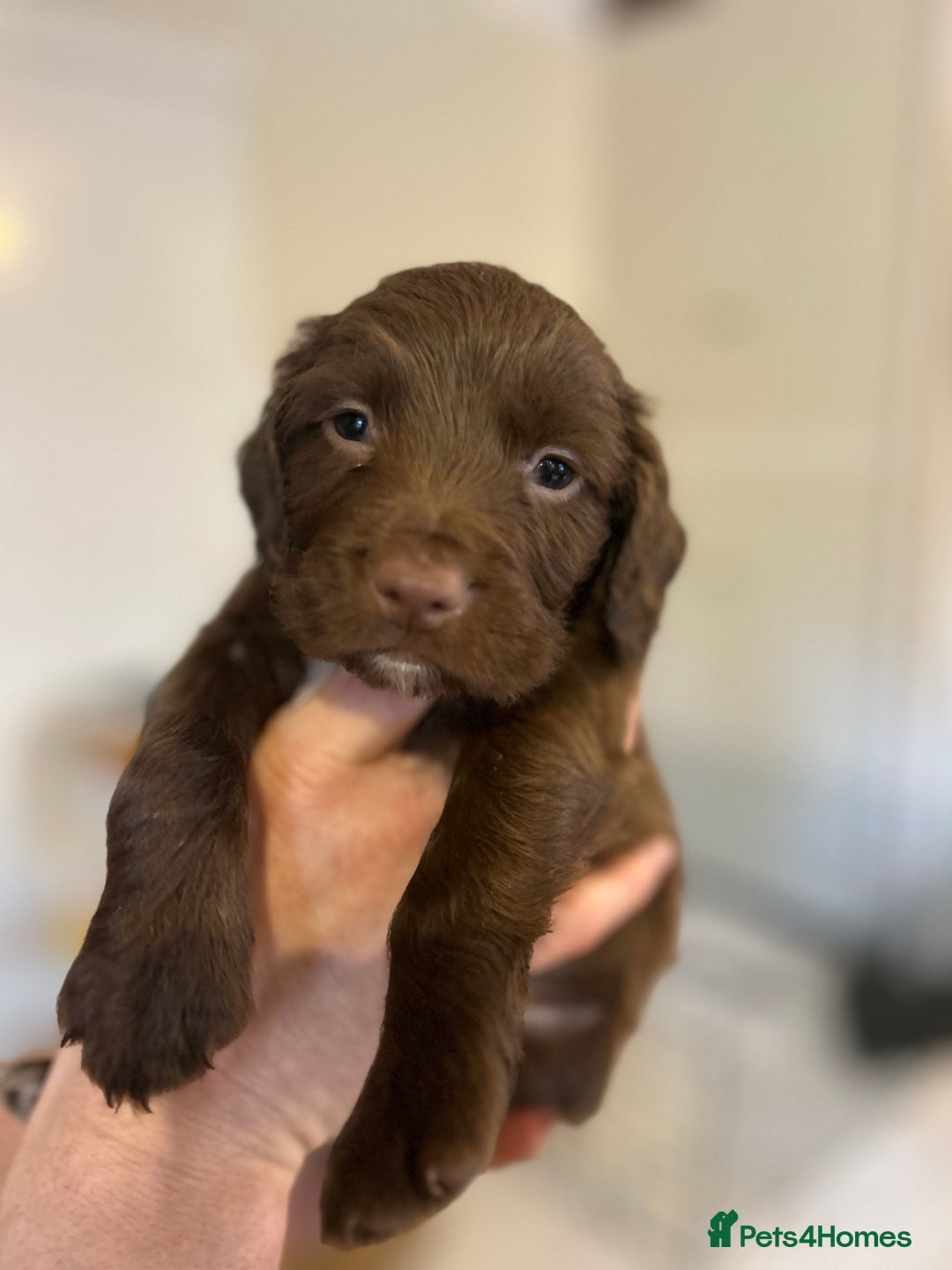 Sprocker dogs for sale: ** F1B SPROCKERS ** - Advert 10