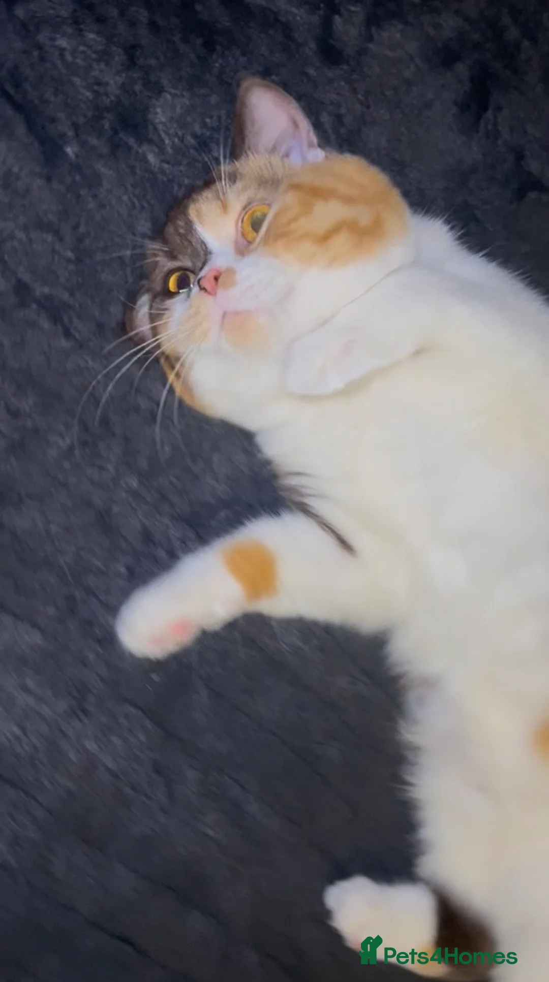 British Shorthair cats for sale: Beautiful British shorthair kitties  - Advert 2