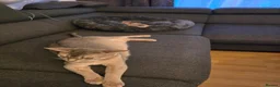 Abyssinian cats for sale: Adorable  Abyssinian  male for sale - Advert 10