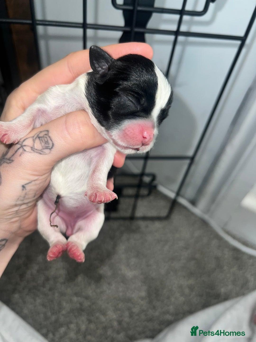 Mixed Breed dogs for sale: Shih tzu x Bichion  - Image 13
