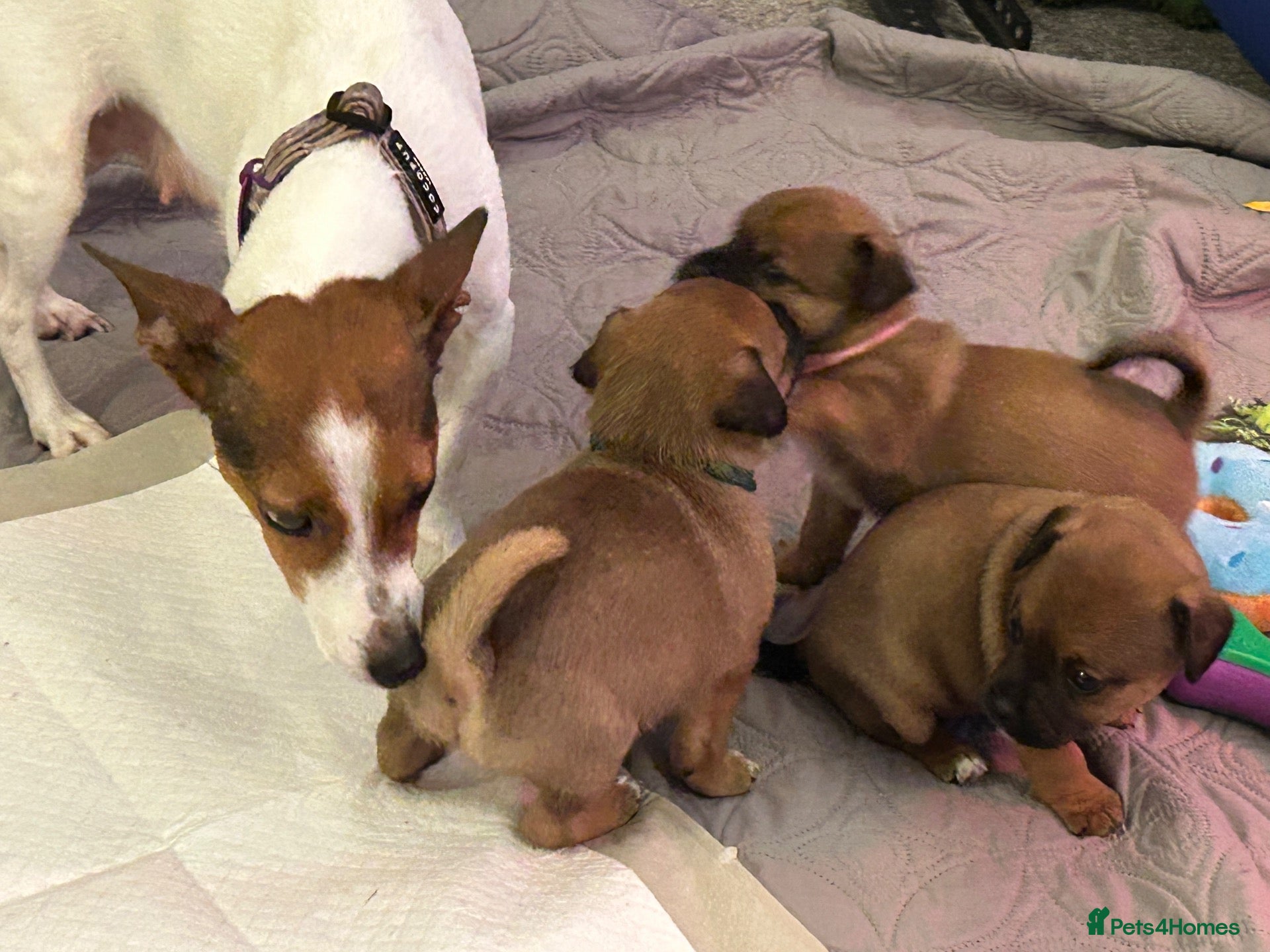 Jug dogs for sale: Jug puppies  - Advert 2