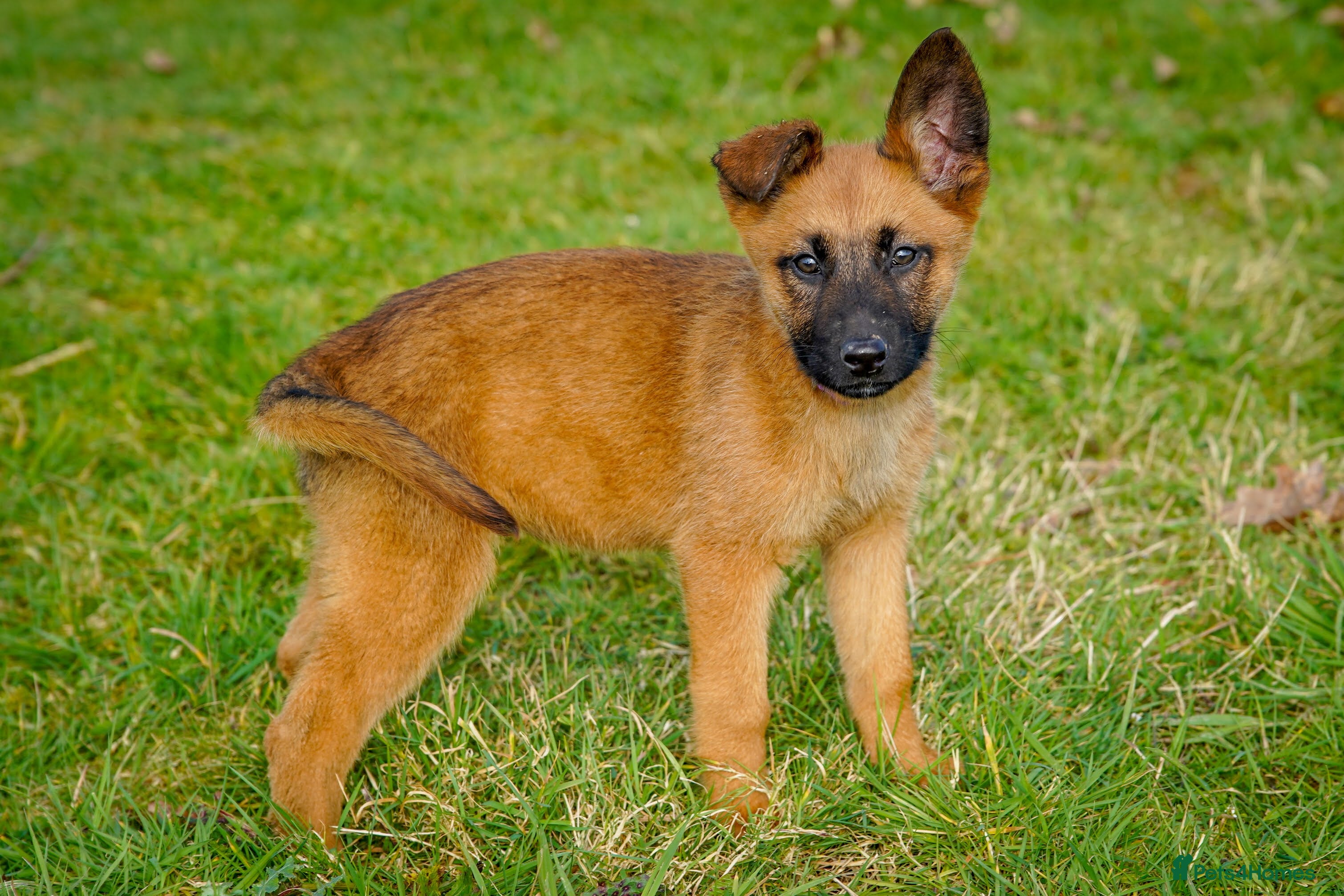 Mixed Breed dogs Belgian Malinois x Dutch herder in Torrington - Advert 1