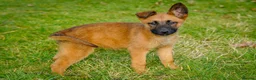 Mixed Breed dogs for sale: Belgian Malinois x Dutch herder in Torrington - Advert 1