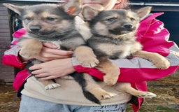 Shepsky dogs for sale: German Shepherd cross Husky Puppies  - Image 5
