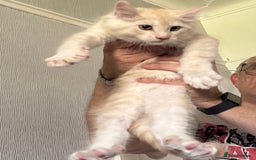 Maine Coon cats for sale: Ready now Maine Coon large Boys GCCF - Image 2