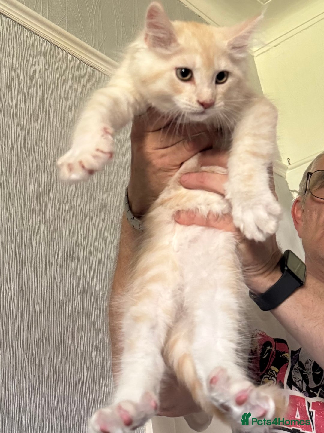 Maine Coon cats for sale: Ready now Maine Coon large Boys GCCF - Image 2